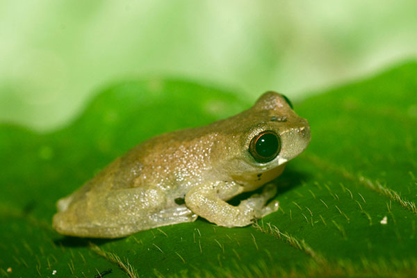 Short-nosed Treefrog (Dendropsophus brevifrons)