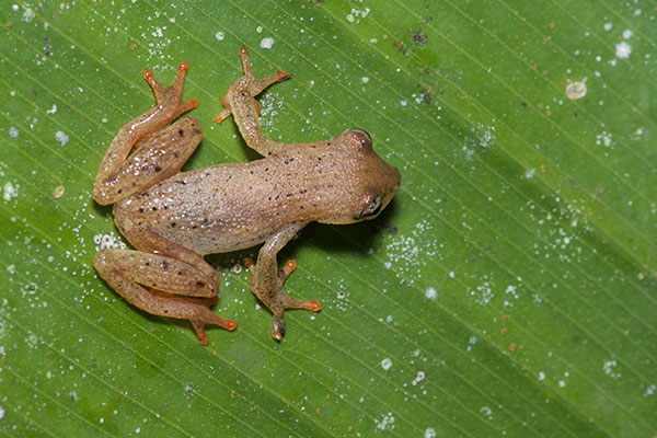 Many-lined Treefrog (Dendropsophus haraldschultzi)