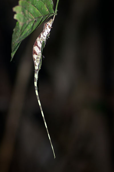 Banded Tree Anole (Anolis transversalis)