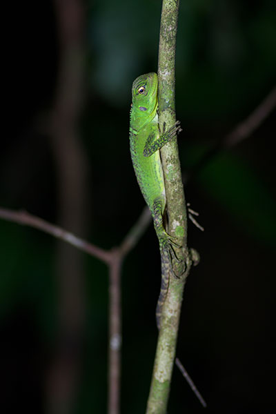 Amazon Forest Dragon (Enyalioides laticeps)