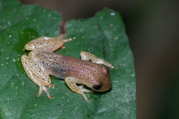 Many-lined Treefrog (Dendropsophus haraldschultzi)