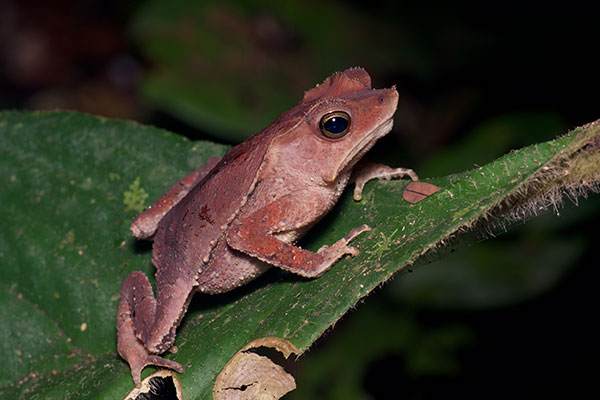 Crested Forest Toad (Rhinella "margaritifera")