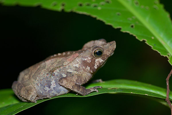 Crested Forest Toad (Rhinella "margaritifera")