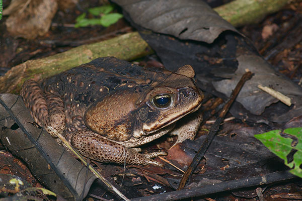 Cane Toad (Rhinella marina)