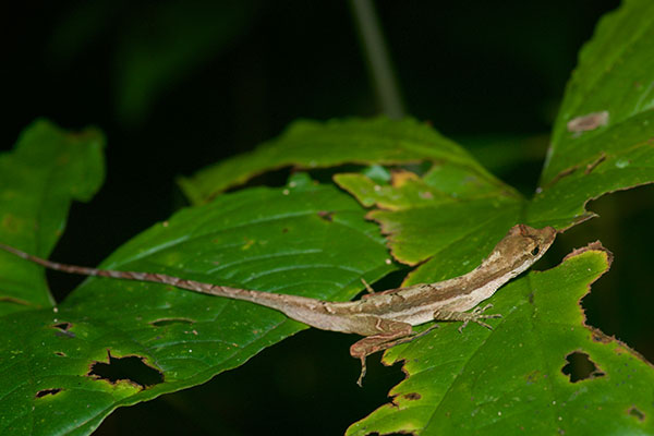 Common Forest Anole (Anolis trachyderma)