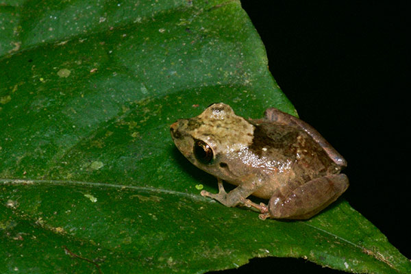 Carabaya Rain Frog (Pristimantis ockendeni)