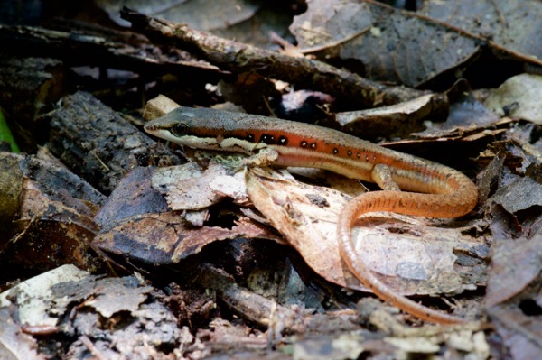 Elegant Eyed Lizard (Cercosaura argula)