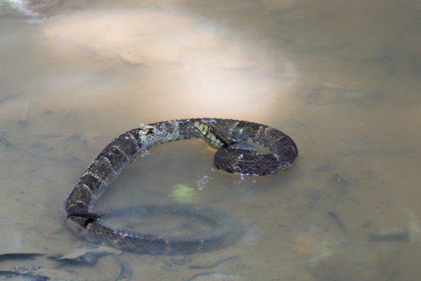 South American Lancehead (Bothrops atrox)