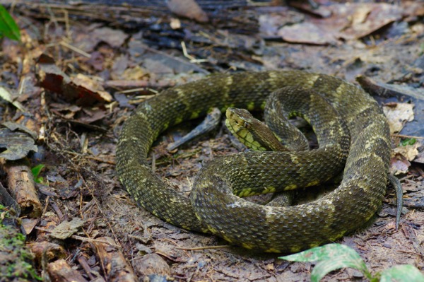 South American Lancehead (Bothrops atrox)