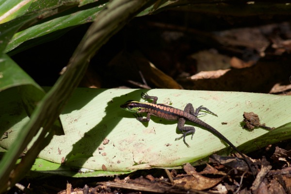 Forest Whiptail (Kentropyx pelviceps)