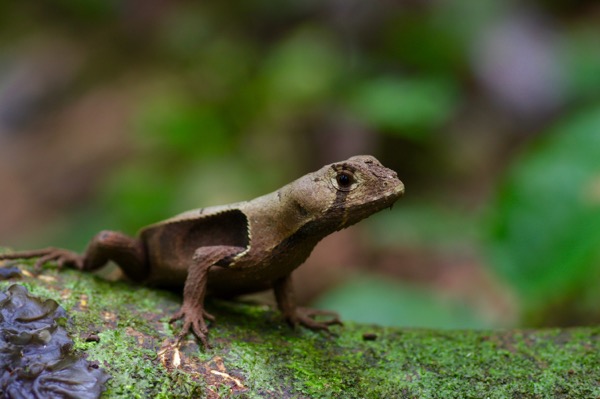 Western Leaf Lizard (Stenocercus fimbriatus)