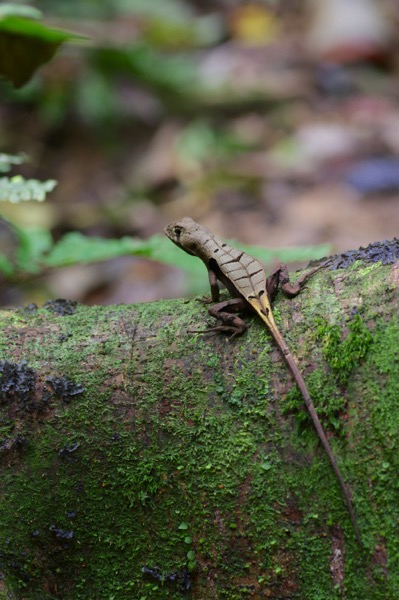 Western Leaf Lizard (Stenocercus fimbriatus)