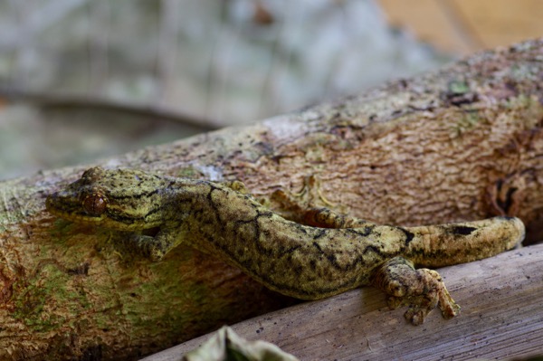 Southern Turnip-tailed Gecko (Thecadactylus solimoensis)