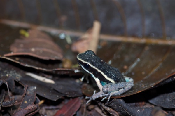 Pale-striped Poison Frog (Ameerega hahneli)