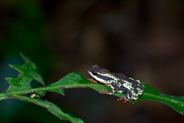 Common Harlequin Toad (Atelopus spumarius)