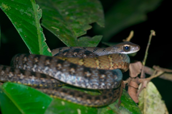 Tawny Forest Racer (Dendrophidion dendrophis)