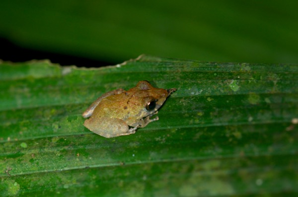 Luscombe’s Rain Frog (Pristimantis luscombei)