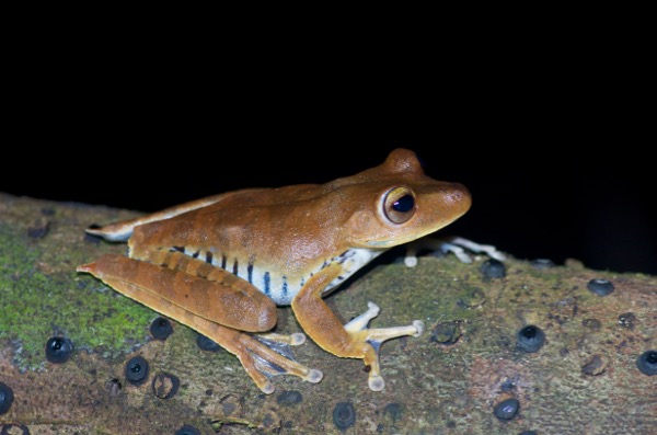 Convict Treefrog (Boana calcarata)