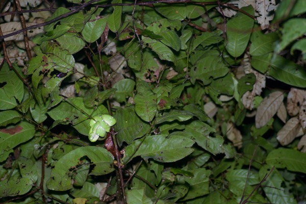 Amazon Basin Emerald Tree Boa (Corallus batesii)