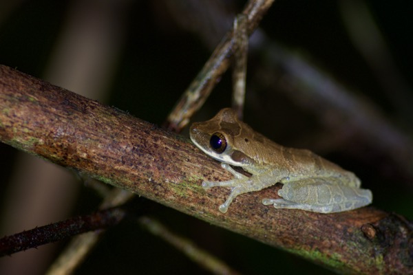 Mocking Bromeliad Treefrog (Osteocephalus deridens)