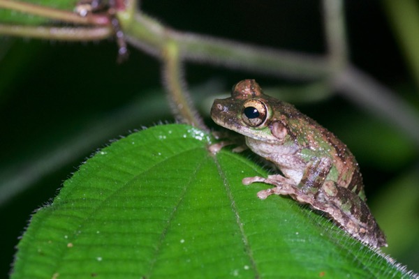 Buckley’s Slender-legged Treefrog (Osteocephalus buckleyi)