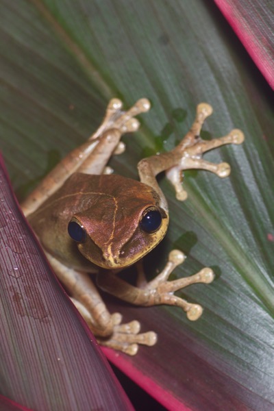 Yasuni Broad-headed Treefrog (Osteocephalus yasuni)