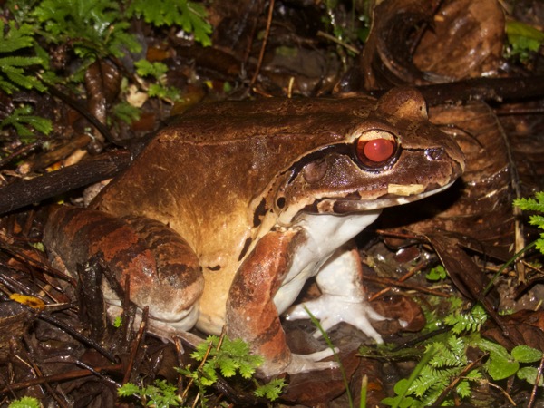 Smokey Jungle Frog (Leptodactylus pentadactylus)