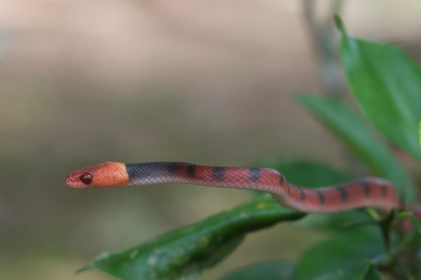 Red Vine Snake (Siphlophis compressus)