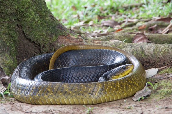 Yellow-tailed Indigo Snake (Drymarchon corais)