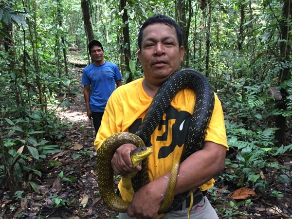 Yellow-tailed Indigo Snake (Drymarchon corais)