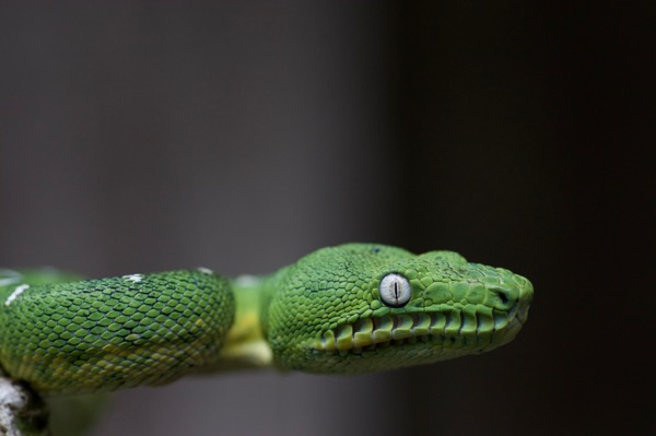 Amazon Basin Emerald Tree Boa (Corallus batesii)