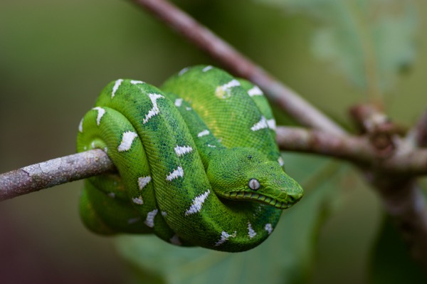 Amazon Basin Emerald Tree Boa (Corallus batesii)