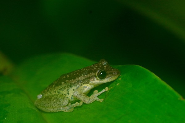 Two-striped Treefrog (Scinax ruber)