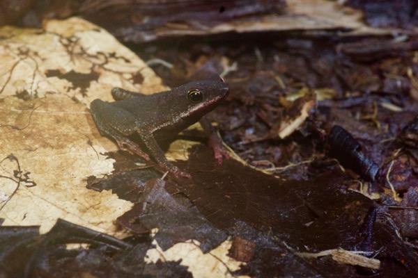 no known English name (Amazophrynella amazonicola)