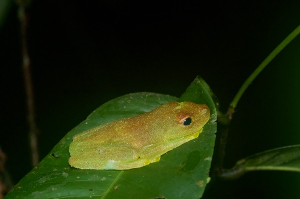 Rough-skinned Green Treefrog (Boana cinerascens)