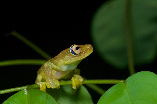 Rough-skinned Green Treefrog (Boana cinerascens)