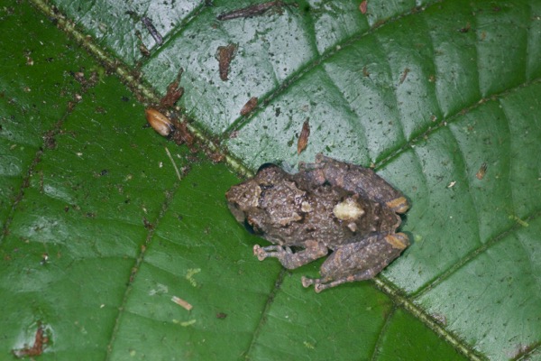 Amazonian Rain Frog (Pristimantis altamazonicus)