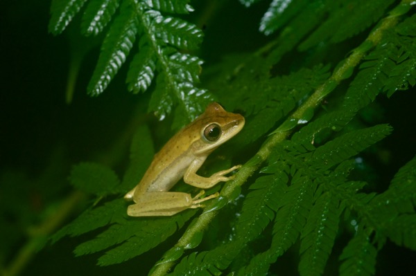 Rocket Treefrog (Boana lanciformis)