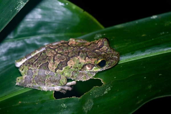 Buckley’s Slender-legged Treefrog (Osteocephalus buckleyi)