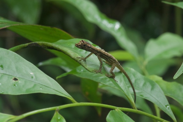 Common Forest Anole (Anolis trachyderma)