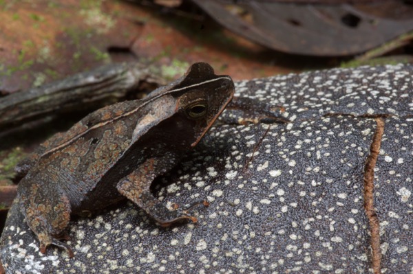 Crested Forest Toad (Rhinella "margaritifera")