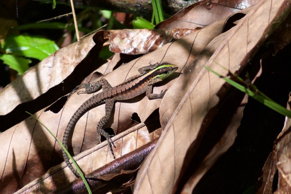 Forest Whiptail (Kentropyx pelviceps)