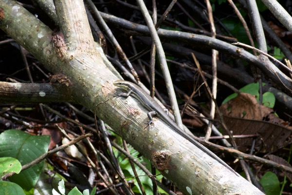 South American Spotted Skink (Copeoglossum nigropunctatum)