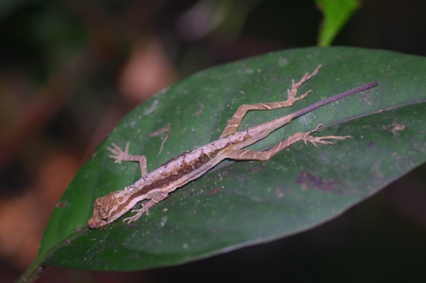 Common Forest Anole (Anolis trachyderma)