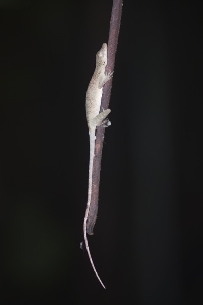 Brown-eared Anole (Anolis fuscoauratus)