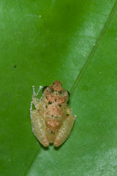 Luscombe’s Rain Frog (Pristimantis luscombei)