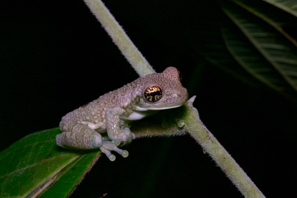 Common Milk Frog (Trachycephalus typhonius)