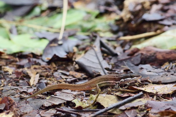 Elegant Eyed Lizard (Cercosaura argula)