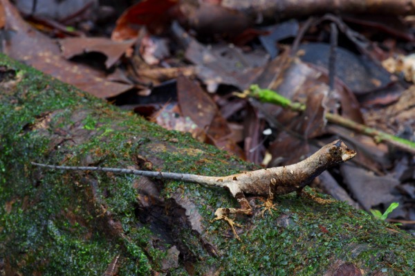 Blue-lipped Forest Anole (Anolis bombiceps)