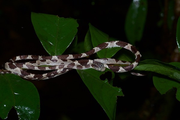 Common Blunt-headed Tree Snake (Imantodes cenchoa)